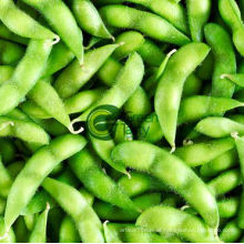 High Quality IQF Edamame in Pods